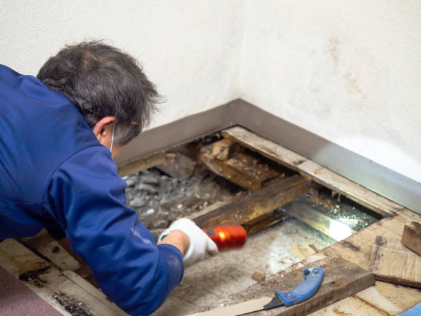 Best Affordable Mold Removal  in Daingerfield, TX