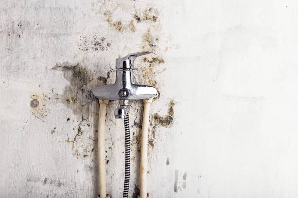 Best Toxic Mold Removal  in Daingerfield, TX