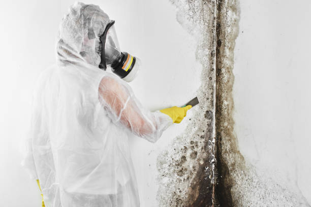 Best Mold Testing  in Daingerfield, TX