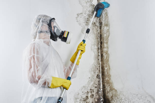 Reliable Daingerfield, TX Mold Removal Solutions