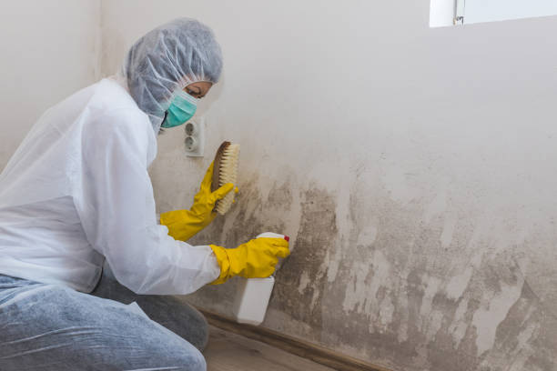 Best Mold Removal Near Me  in Daingerfield, TX