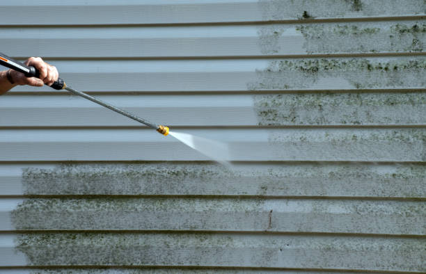 Best Home Mold Removal  in Daingerfield, TX