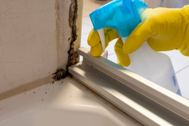 Best Attic Mold Removal  in Daingerfield, TX