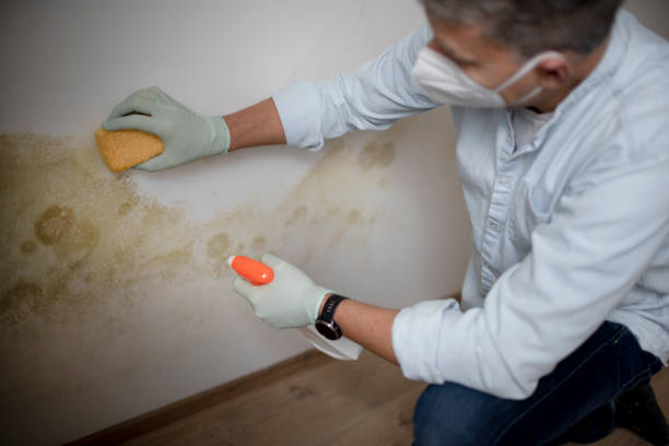 Best Fast Mold Removal  in Daingerfield, TX