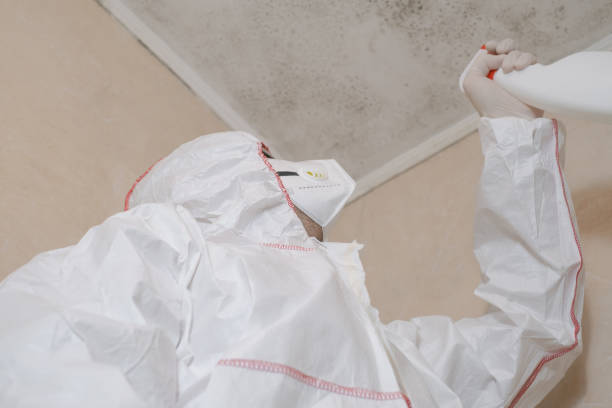 Best Home Mold Removal  in Daingerfield, TX