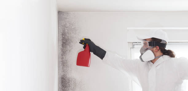 Trusted Daingerfield, TX Mold Removal Experts