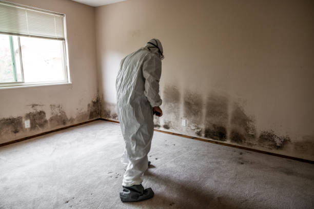 Office Mold Removal Services in Daingerfield, TX