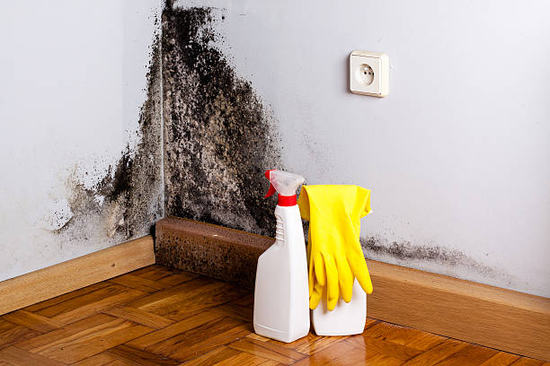 Best Mold Inspection  in Daingerfield, TX