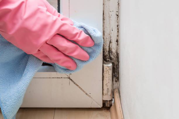 Best Attic Mold Removal  in Daingerfield, TX